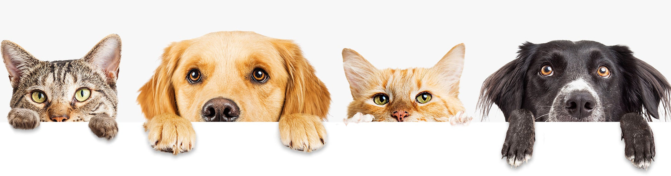 Home Page Banner Image